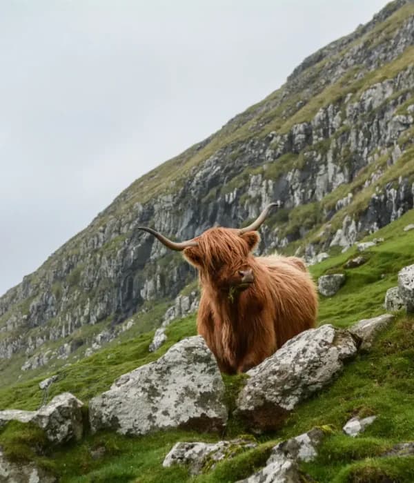 Cow in Scottish countryside